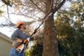 Potatore Stihl HTA 50 a batteria 