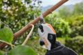 Cesoia da Potatura Stihl ASA 20