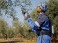 Abbacchiatore Alice Star 58 Plus